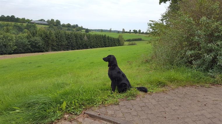 Ein schwarzer Hund sitzt auf einer Wiese und schaut in die Ferne. Im Hintergrund sind Bäume und eine grüne Landschaft zu sehen.