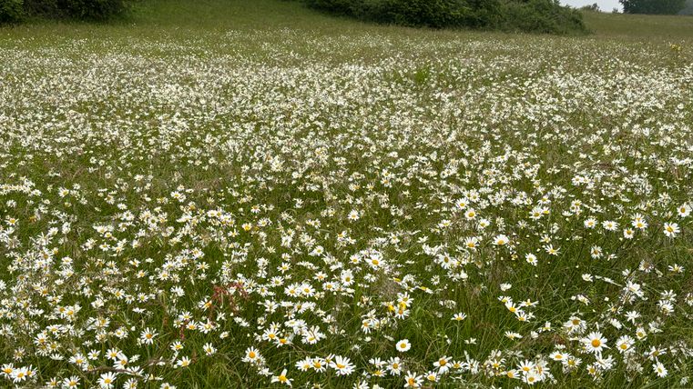 Summer meadow