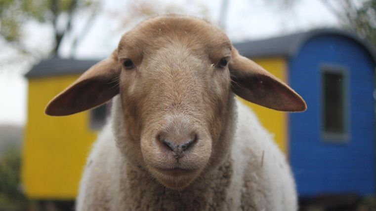 Een schaap met een vriendelijk gezicht staat voor kleurrijke wagens. Op de achtergrond zijn gele en blauwe kleuren zichtbaar.