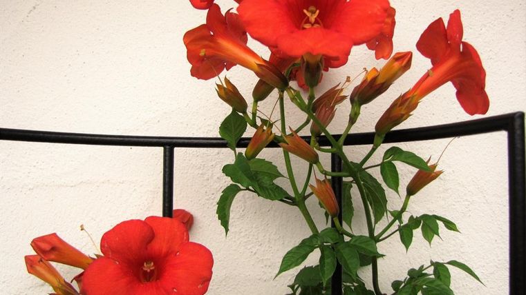 A blooming red trumpet flower with green leaves. It grows on a black trellis in front of a light wall.