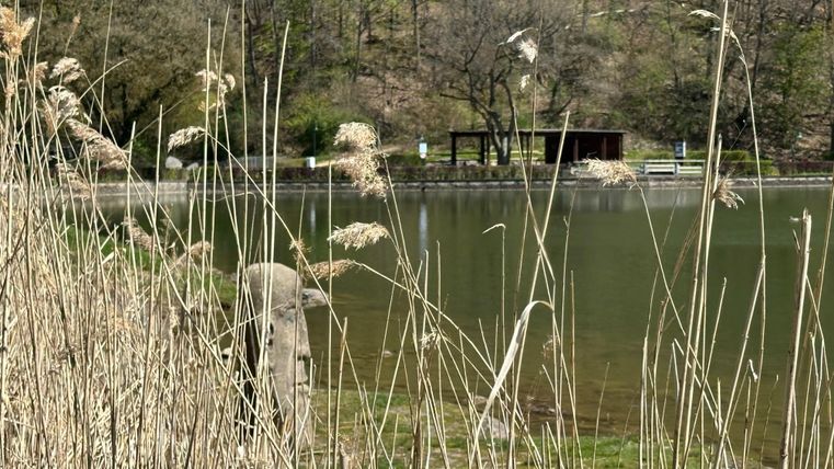 A quiet lake surrounded by tall grasses. In the background, a small hut is visible.