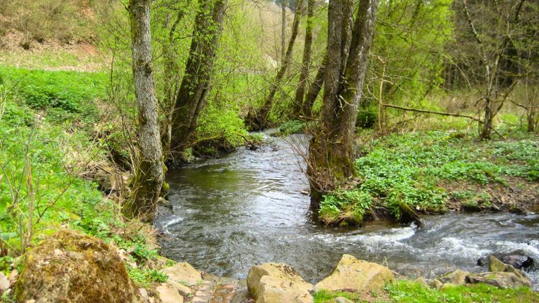 Visschbach in het bos