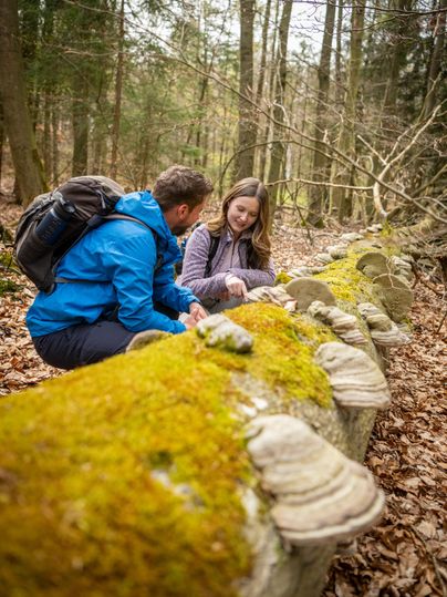 Een stel verkent een bebost pad en bekijkt een met mos bedekte boomstam. Op de stam groeien verschillende paddenstoelen.