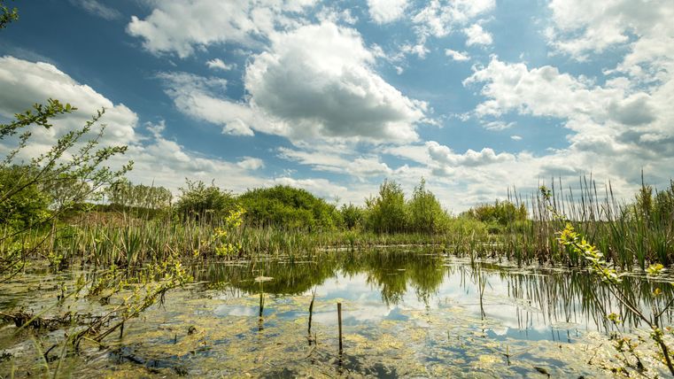 A tranquil pond with clear water and a beautiful sky.
Surrounded by lush vegetation and clouds.