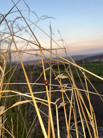 A ladybug is sitting among the blades of grass. In the background, a gentle sunset can be seen.