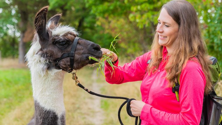 Eine Frau füttert ein Lama mit frischem Gras. Im Hintergrund sind Bäume und eine grüne Wiese zu sehen.