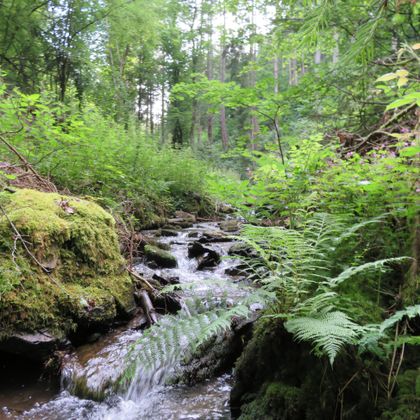 Ein kleiner Bach fließt durch einen dichten, grünen Wald. Üppige Pflanzen und Farne umgeben das Wasser.