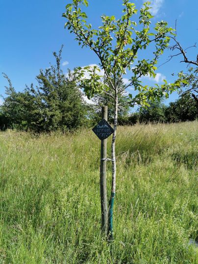 Ein junger Baum steht auf einer Wiese mit hohem Gras. Neben dem Baum befindet sich ein Schild mit Informationen.