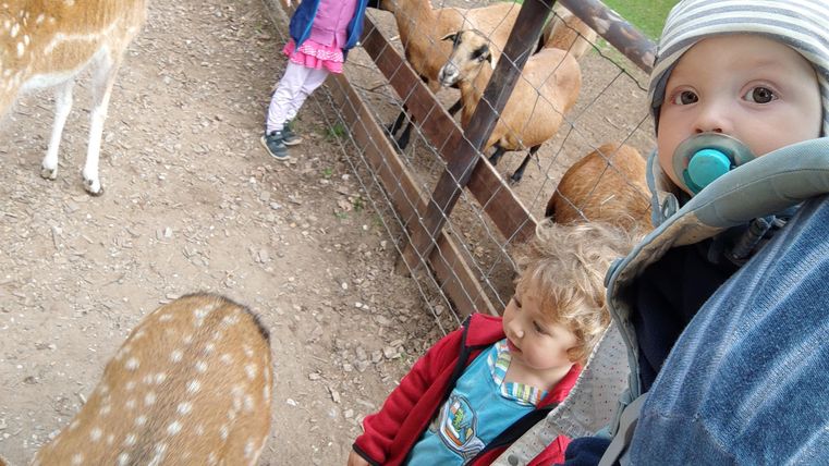 Children are standing by a fence and watching deer. There is a friendly atmosphere in nature.