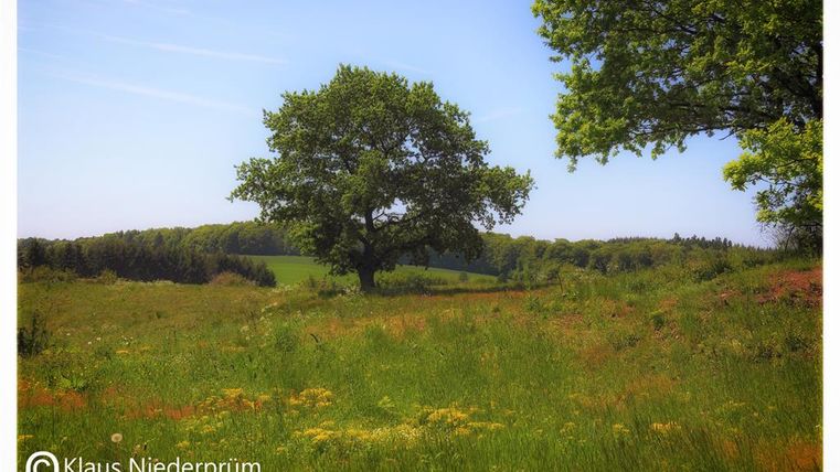 Een uitgestrekt weiland met vers groen en kleurrijke bloemen. Op de achtergrond staat een grote boom en een zachte heuvelrug.