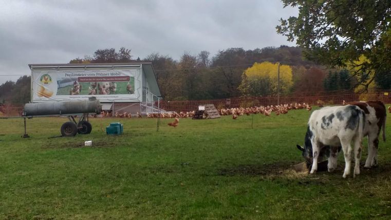 Grüne Weide mit Kühen und Hühnern vor einem mobilen Hühnerstall. Im Hintergrund herbstliche Bäume und ein bewölkter Himmel.