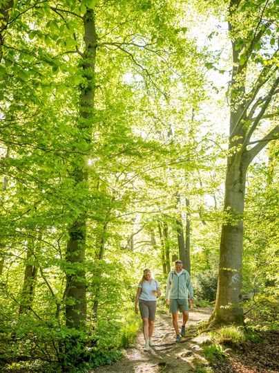 A couple walks along a hiking trail through a green forest. The sun shines through the leaves of the trees, creating a warm atmosphere.