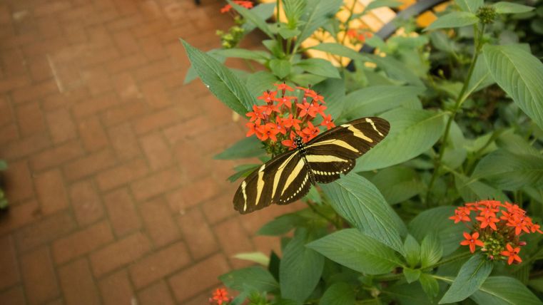 Ein Schmetterling mit schwarz-gelbem Muster sitzt auf einer roten Blume. Der Hintergrund zeigt grüne Blätter und einen gepflasterten Boden.