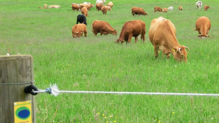 Kühe grasen auf einer Wiese neben einem Wanderweg mit Schild '2 Bäche-Pfad'.