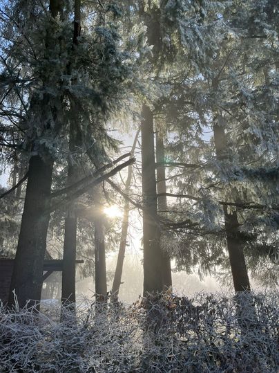 A frosty forest with tall trees and dense fog. The sun shines gently through the tree trunks.