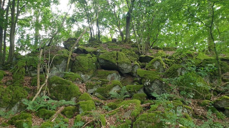 Eine moosbedeckte Felsenlandschaft im Wald. Die Umgebung ist grün und üppig, mit vielen Bäumen.
