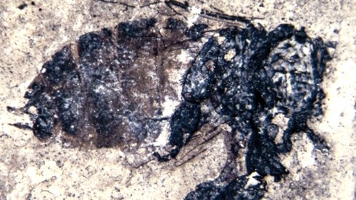 Honigbiene, &copy; Maarmuseum Manderscheid