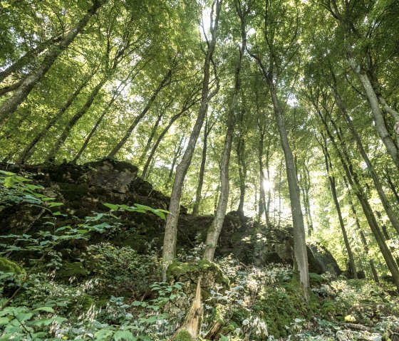 Boservaring op het Schneifelpad, © Eifel Tourismus GmbH, D. Ketz
