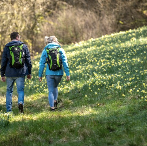 Wanderer bei den Narzissenwiesen, © Eifel Tourismus GmbH, Dominik Ketz