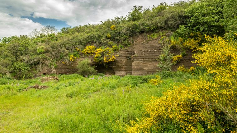 Gorse blossoms on the Vulcano Trail near Ellscheid in front of a rock face.