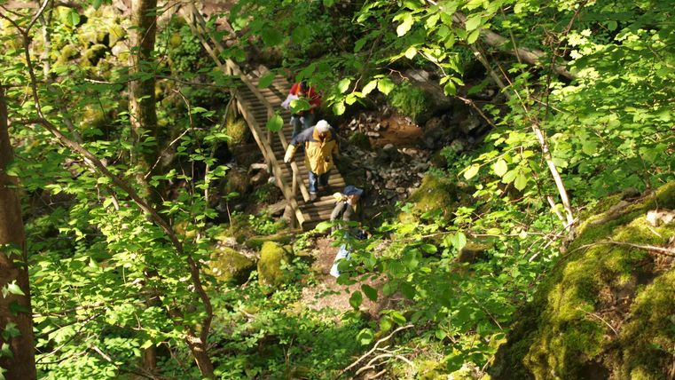 A person is hiking through a green forest with dense trees. The path is surrounded by moss and stones.