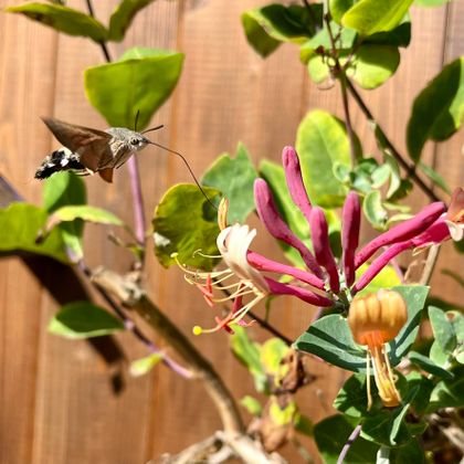 Ein Schmetterling fliegt um eine pinke Blüte. Im Hintergrund sind grüne Blätter und eine Holzwand sichtbar.