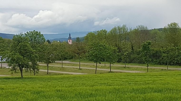 Eine grüne Wiese mit mehreren Bäumen und einem klaren Himmel. Im Hintergrund ist ein kleiner Kirchturm sichtbar.