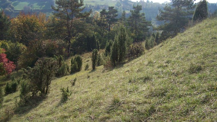 A green, hilly landscape with trees and shrubs. In the background, more trees and hills are visible.