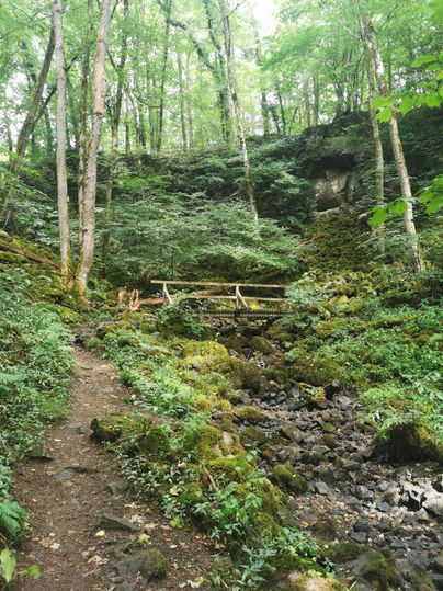 A beautiful forest path with moss-covered rocks and many green plants. In the background, a small bridge is visible.