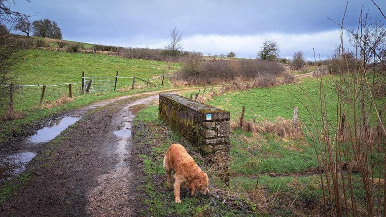 Een zachte weg leidt door een groene landschap met een klein stukje brug. Een hond snuffelt nieuwsgierig aan de grond.