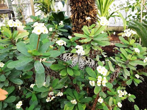 A butterfly sits on green leaves with white flowers. The scene is bright and tropical.