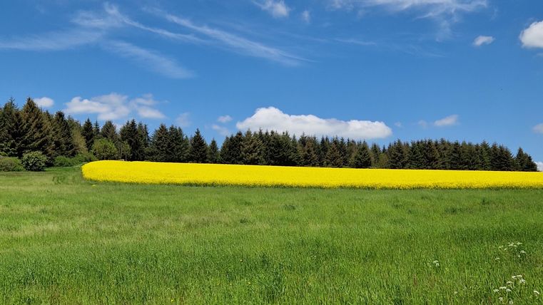 Een uitgestrekt veld met groen gras en een felgele raapsveld op de voorgrond. Op de achtergrond zijn bomen en een blauwe lucht met enkele wolken zichtbaar.