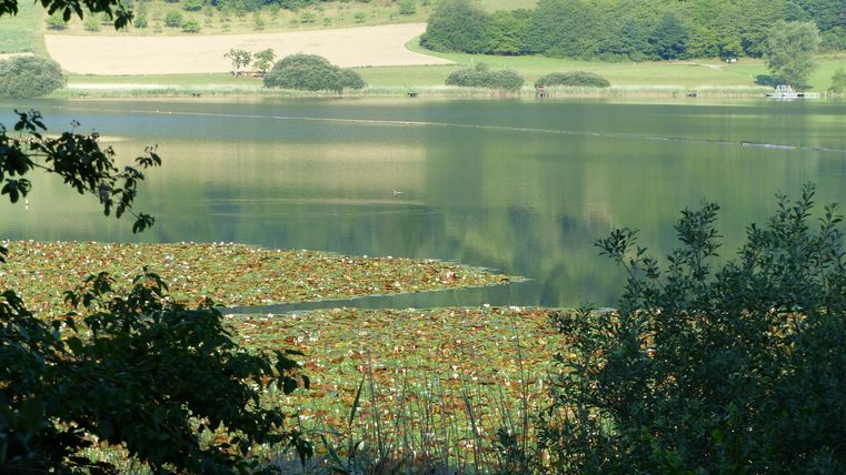 Ein ruhiger See mit Wasserlilien und sanften grünen Hügeln im Hintergrund. Die spiegelnde Wasseroberfläche reflektiert die umliegende Natur.
