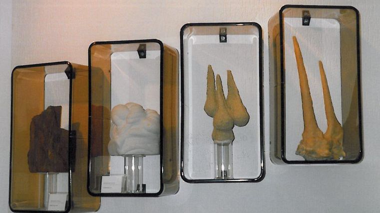 Sammelobjekte in Boxen, die verschiedene Formen und Texturen zeigen. Die Objekte wirken wissenschaftlich und kunstvoll präsentiert.