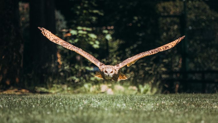 Eine Eule fliegt mit ausgebreiteten Flügeln über das Gras. Im Hintergrund sind Bäume zu sehen.