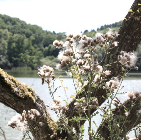 Das Immerather Maar, &copy; GesundLand Vulkaneifel GmbH