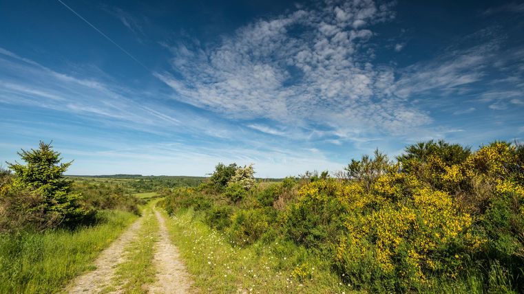 Ein schmaler Weg führt durch eine grüne Landschaft mit bunten Sträuchern und einem weiten Himmel. Es ist ein schöner, sonniger Tag mit wenigen Wolken.