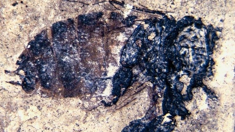 Ein versteinertes Insekt, das in einem Gestein eingebettet ist. Die Details des Körpers sind gut sichtbar und zeigen die Struktur des Insekts.