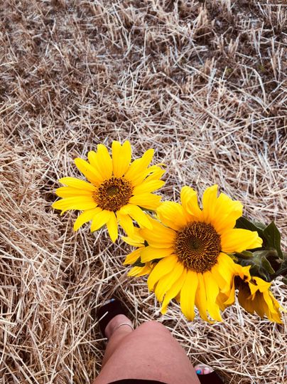 Two bright sunflowers stand in front of a background of hay. In the foreground, a leg can be seen standing on the ground.