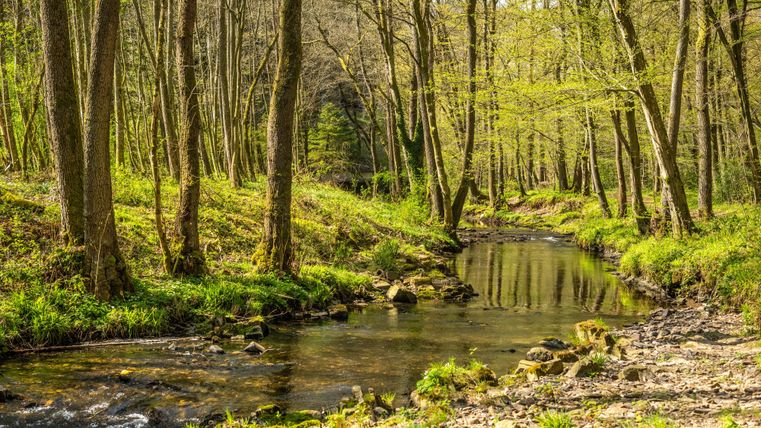 Ein ruhiger Bach fließt durch einen grünen Wald. Die Bäume sind frisch belaubt und die Sonne scheint durch die Blätter.