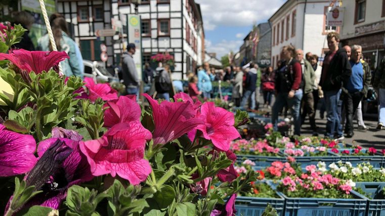 Pink blühende Petunie auf dem Blumenmarkt in Kommern