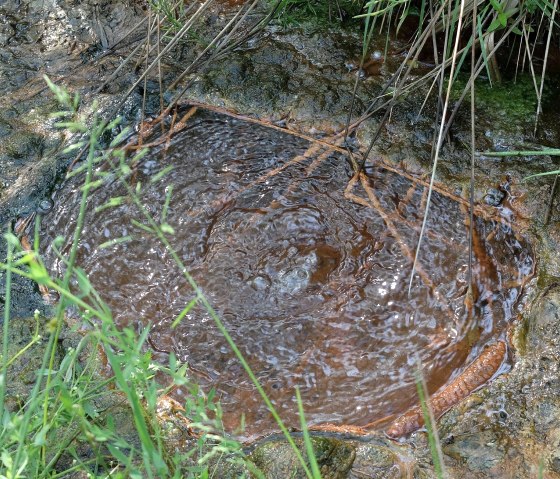 Der Kolverather Drees, &copy; GesundLand Vulkaneifel GmbH