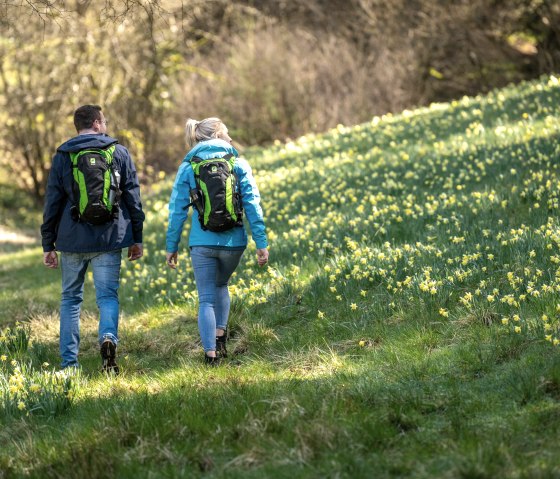 Wanderer bei den Narzissenwiesen, &copy; Eifel Tourismus GmbH, Dominik Ketz