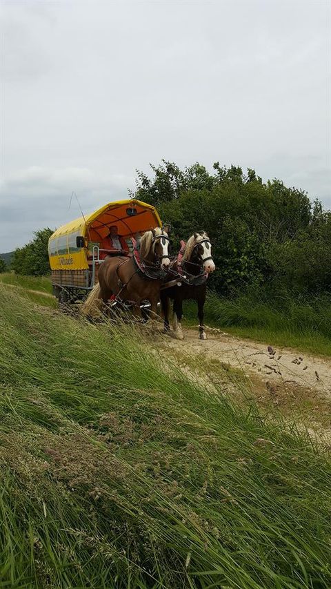 Zwei Pferde ziehen einen gelben Planwagen auf einem Feldweg, umgeben von grüner Vegetation.