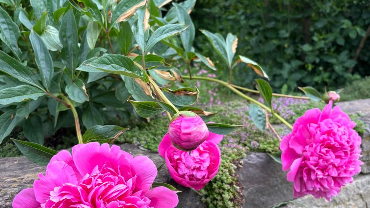 Three beautiful peonies in vibrant pink bloom against a stone wall.