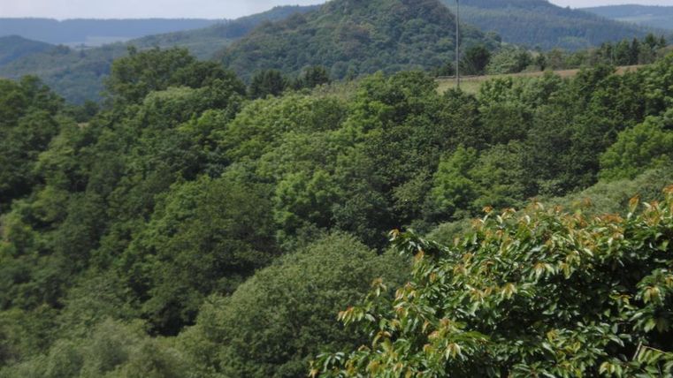 Eine grüne Landschaft mit Bäumen und sanften Hügeln. Im Hintergrund ist ein bewaldeter Hügel sichtbar.