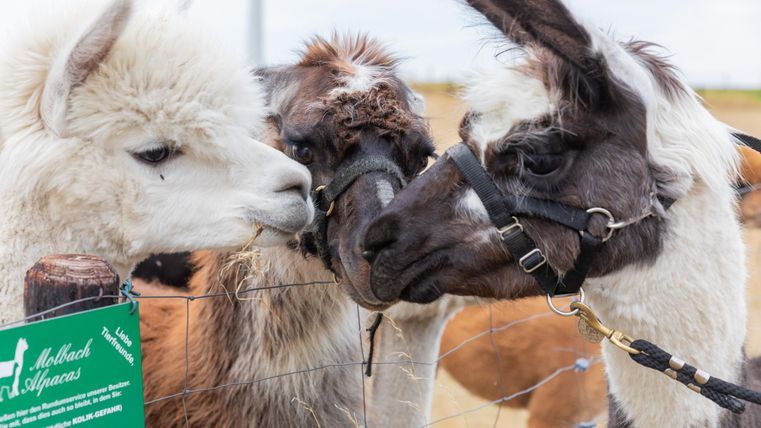 Drei Lamas stehen nahe beieinander und betrachten sich neugierig. Im Hintergrund ist ein grünes Schild mit Informationen über Alpakas zu sehen.