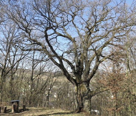 Alte Eiche komplett, &copy; TI Kelberg / A. Meyfarth-Staub