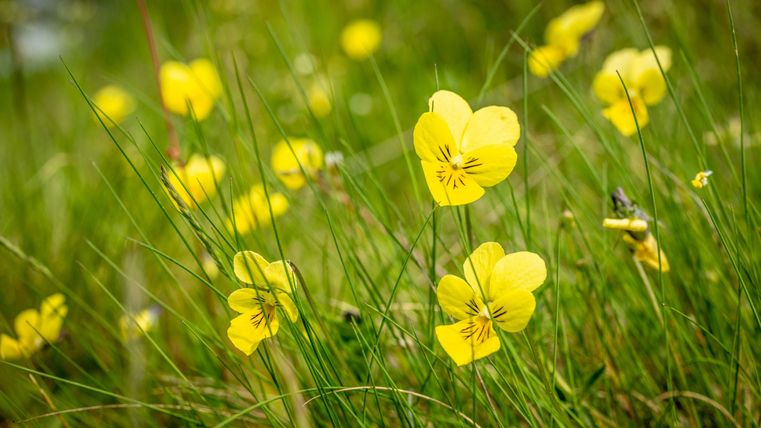 Ein grünes Feld mit vielen leuchtend gelben Blumen. Die Blumen stehen in voller Blüte und verleihen der Landschaft Farbe.