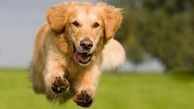 Ein fröhlicher Golden Retriever springt durch eine grüne Wiese. Der Hund hat ein breites Lächeln und wirkt sehr lebhaft.